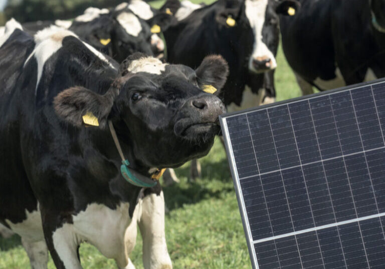 Cows in a field with solar panels